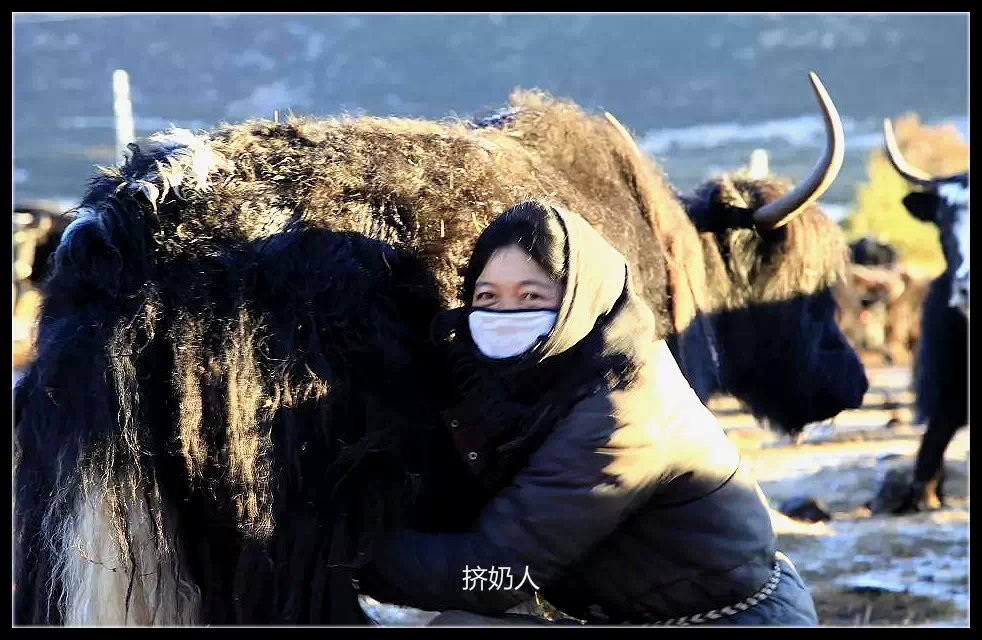 挤奶人 摄影 冉琦