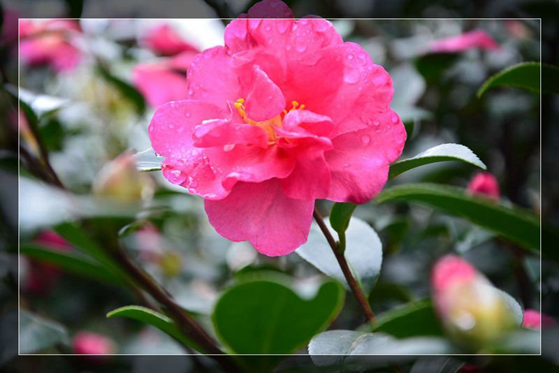 雨后茶花 摄影 子惠