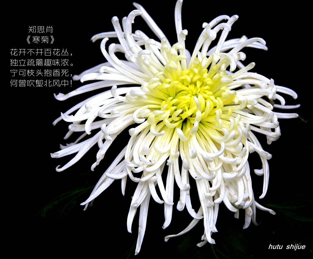 《秋菊》 摄影 德勇