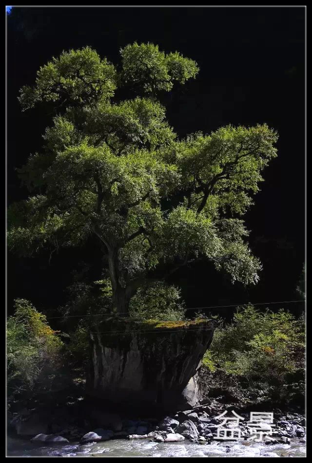 盆景 摄影 冉琦