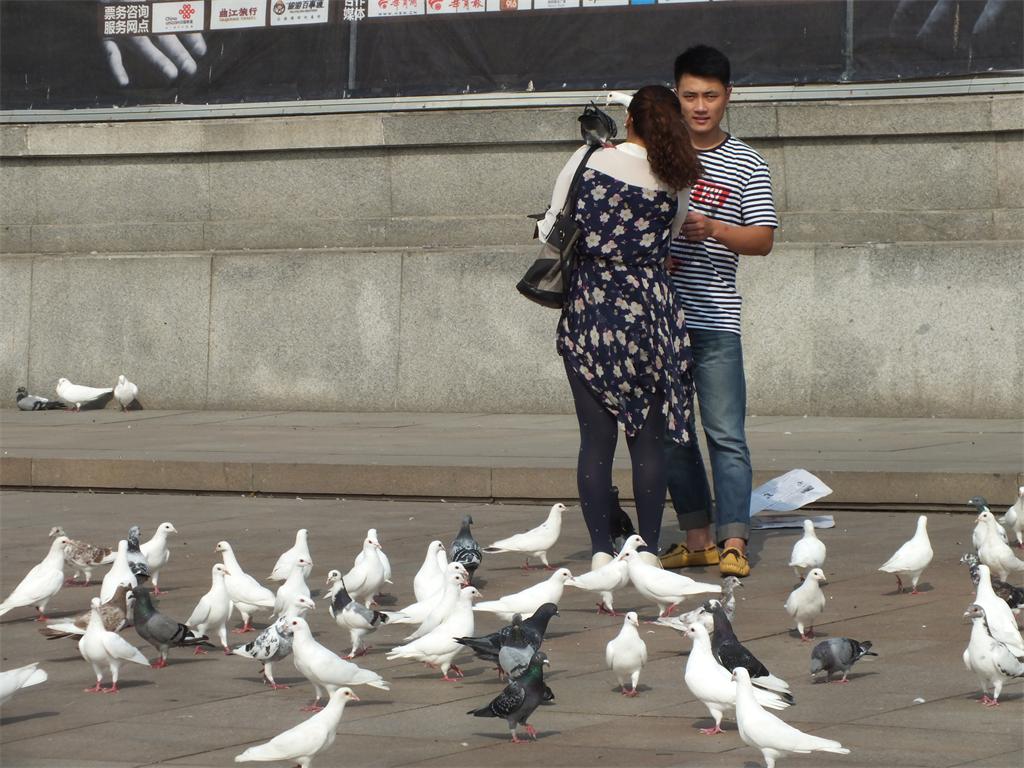 情侣与鸽 摄影 快乐孙老头