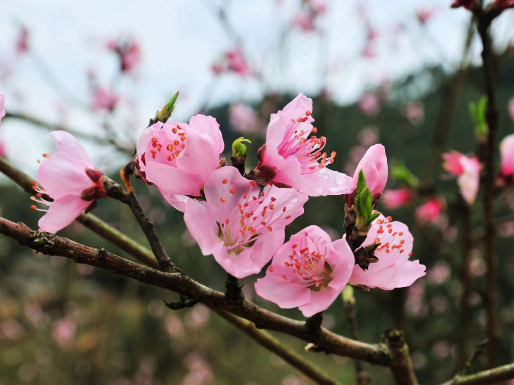 带露桃花 摄影 风光迷恋者