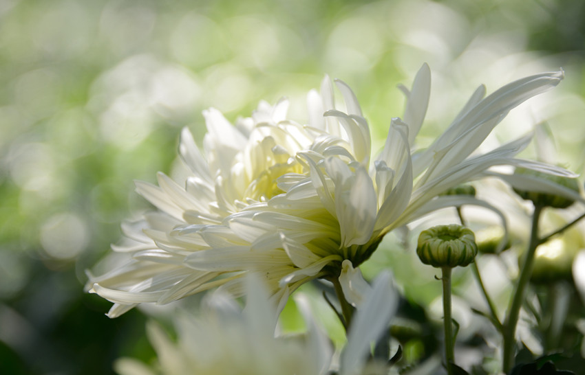 西湖白菊 摄影 恍若月光