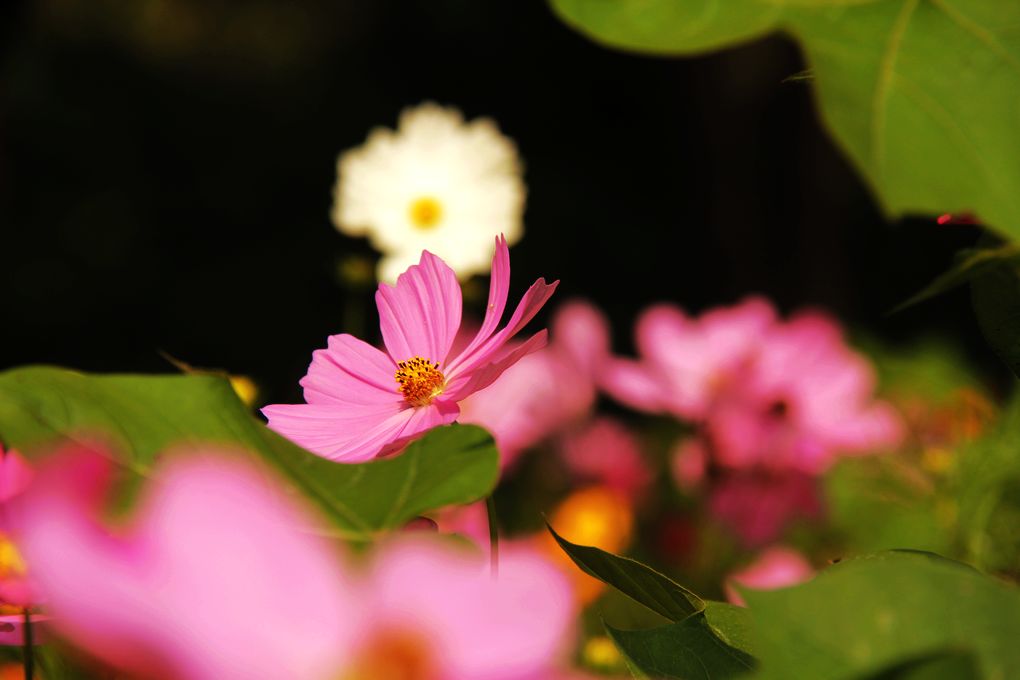 波斯菊（点大图） 摄影 金玉满堂