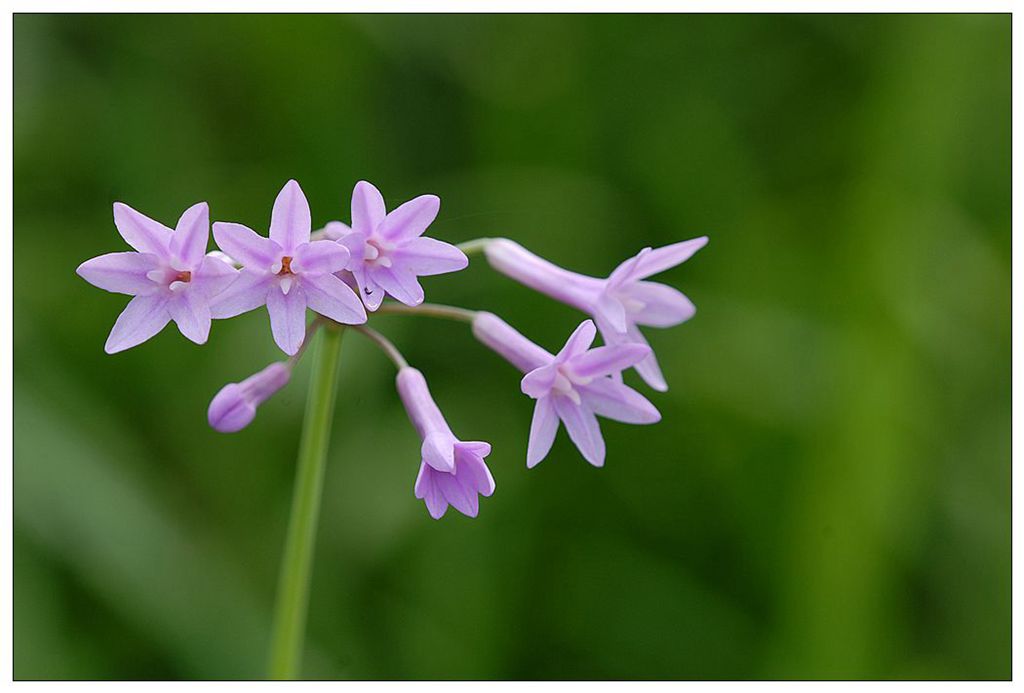 花卉小品 摄影 南方蜜蜂