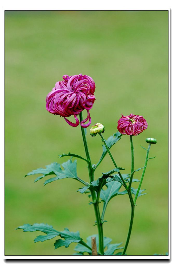 秋菊 摄影 南方蜜蜂