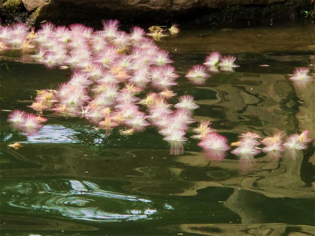 秋花落水涟漪起 摄影 奕萱