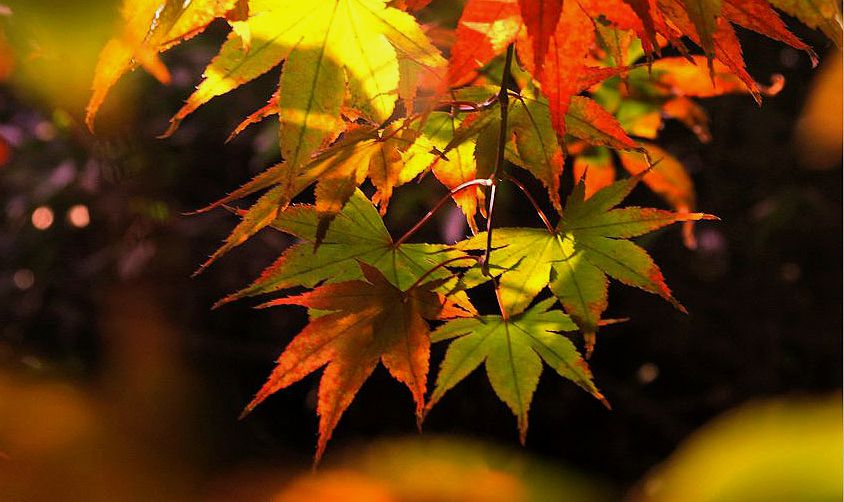 枫叶璀璨 摄影 xiao浪花