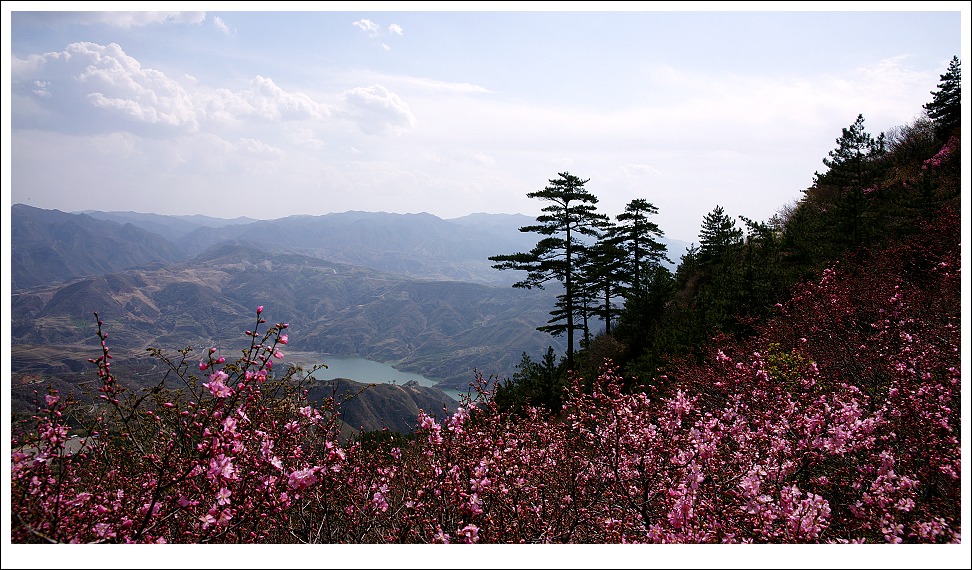 山花烂漫 摄影 银色黄金