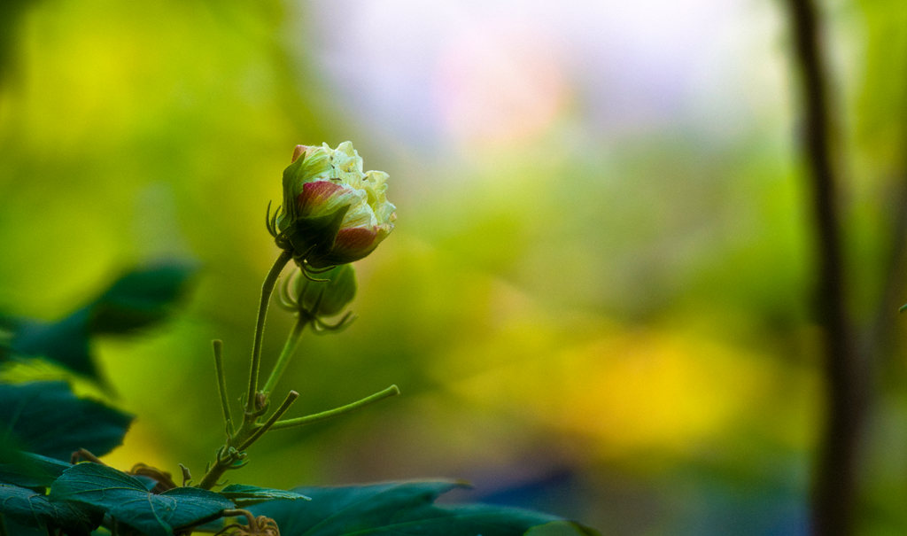 待放的花梦 摄影 tjq