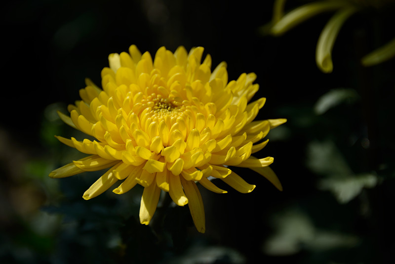 西湖秋菊 摄影 恍若月光