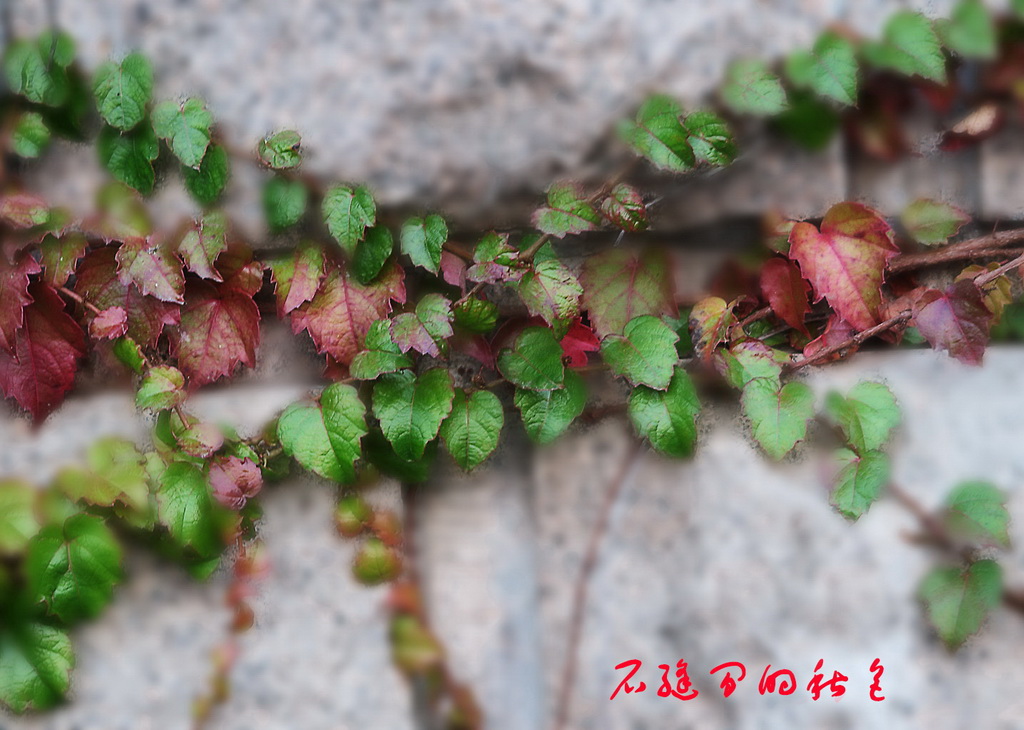 秋叶 摄影 gujunyi803