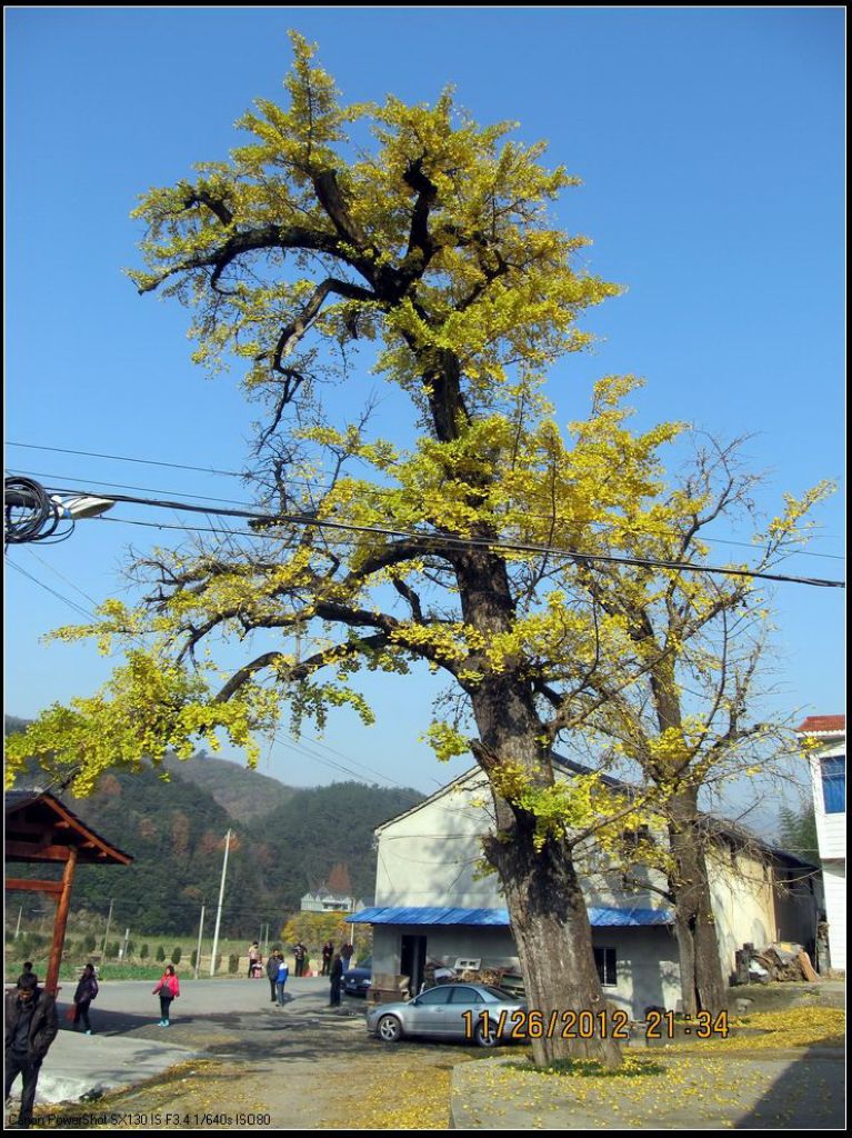 村口银杏 摄影 桂花城