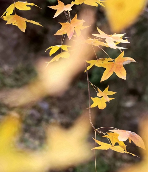 枫叶 摄影 虎头山妞