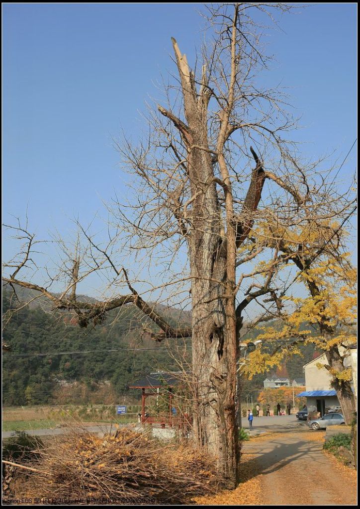 口银杏树 摄影 桂花城