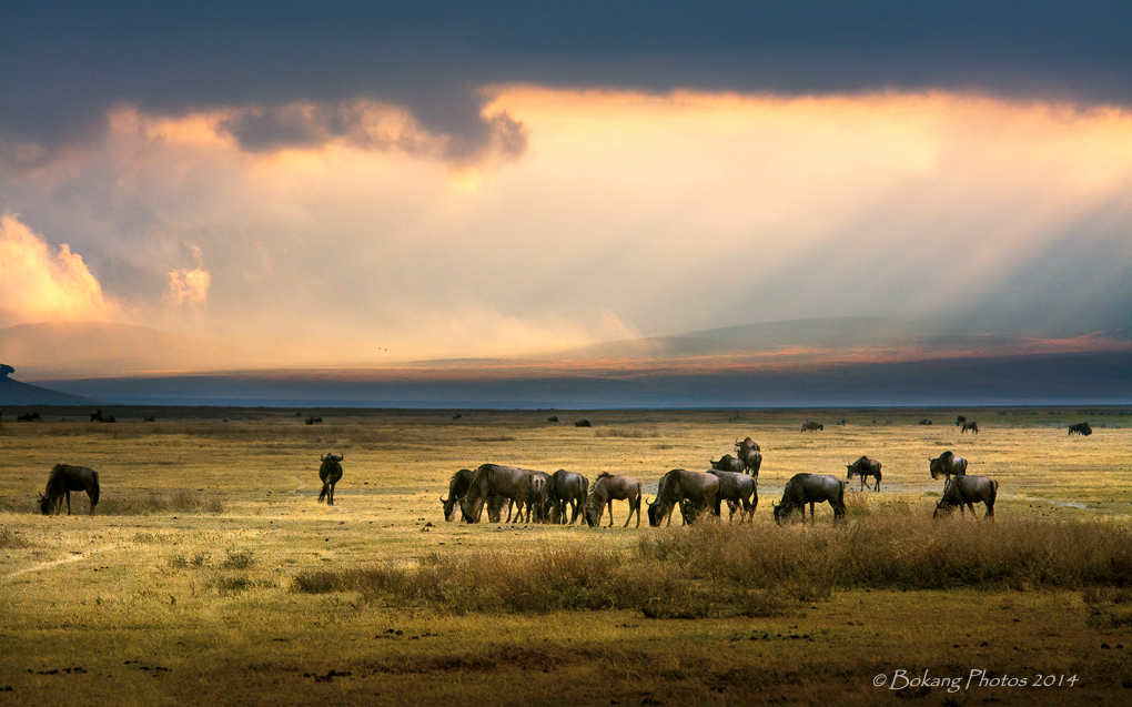 摄猎非洲 - Ngorongoro 摄影 Bokang