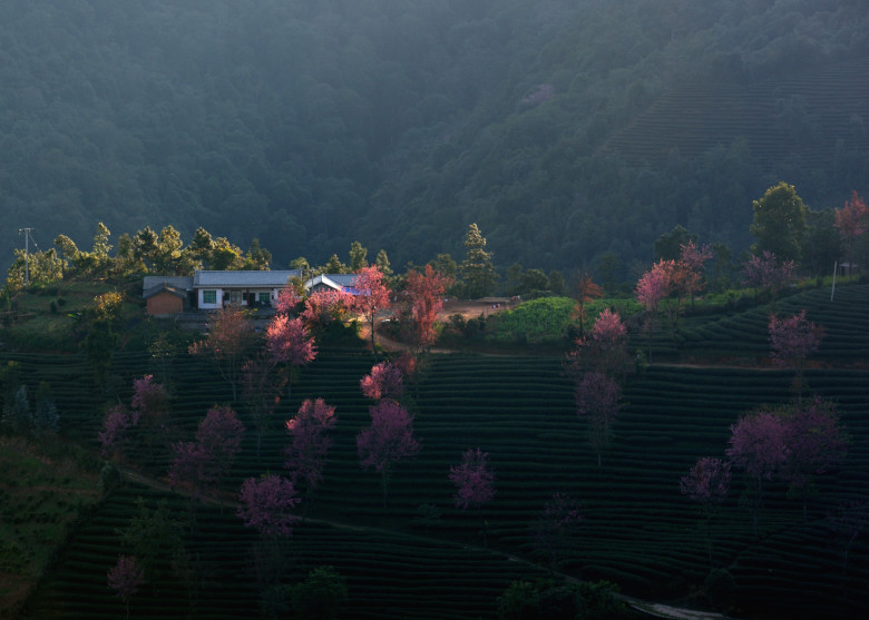 茶山夕照 摄影 十闷九梅花