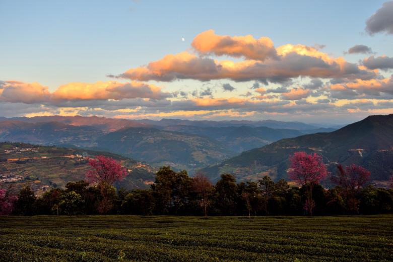 茶山花色日月光 摄影 十闷九梅花