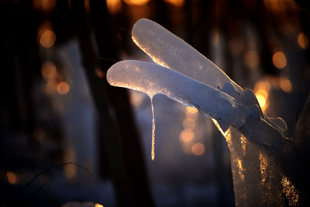 冬季 摄影 大风雪