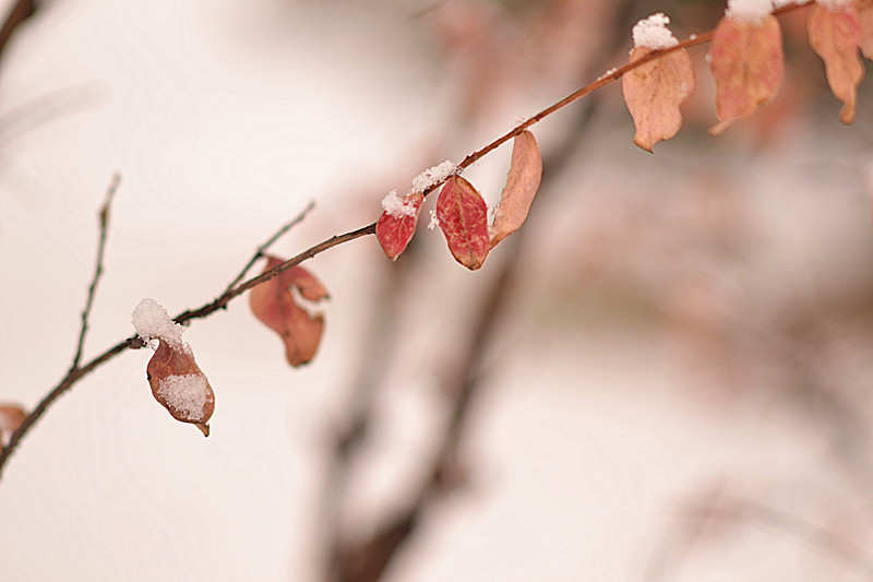 雪中一叶 摄影 tree-old