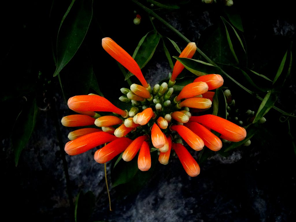 花蕾 摄影 红星侍卫