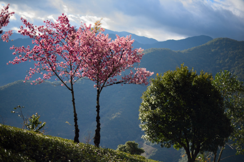 无量山 摄影 十闷九梅花