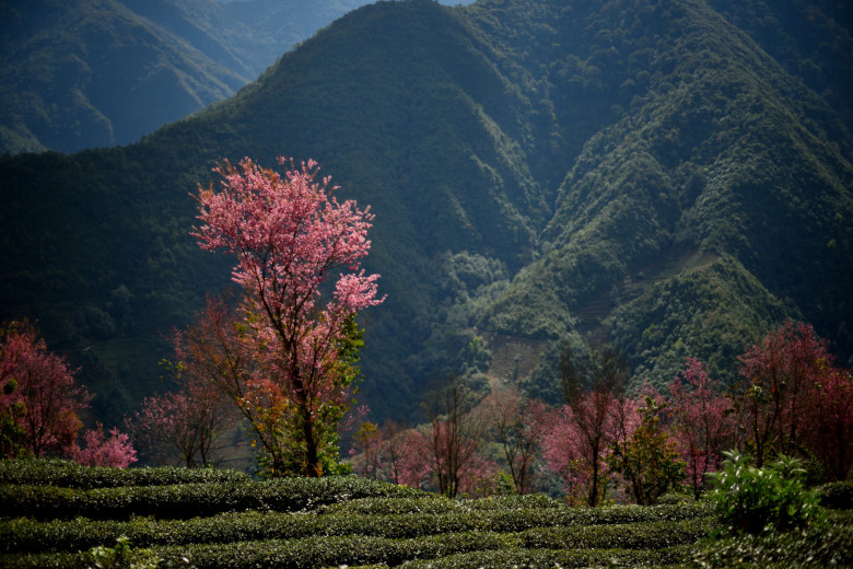 无量山 摄影 十闷九梅花