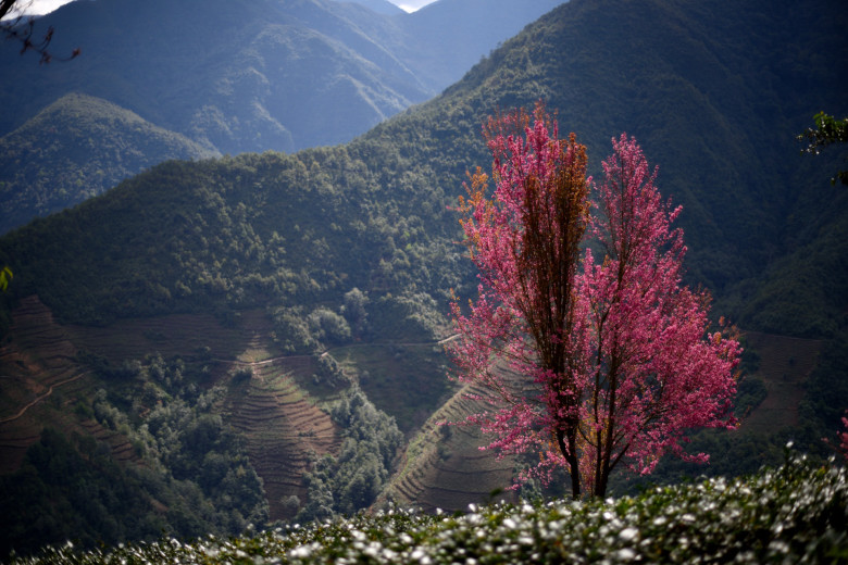 无量山 摄影 十闷九梅花