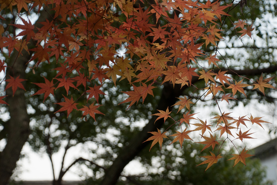 红枫叶 摄影 小红椒