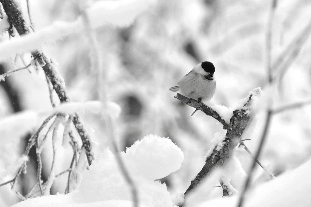 雪谷灵动 摄影 日行千里