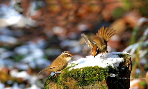 白眉雀鹛 White-browed Fulvetta 摄影 一代风流