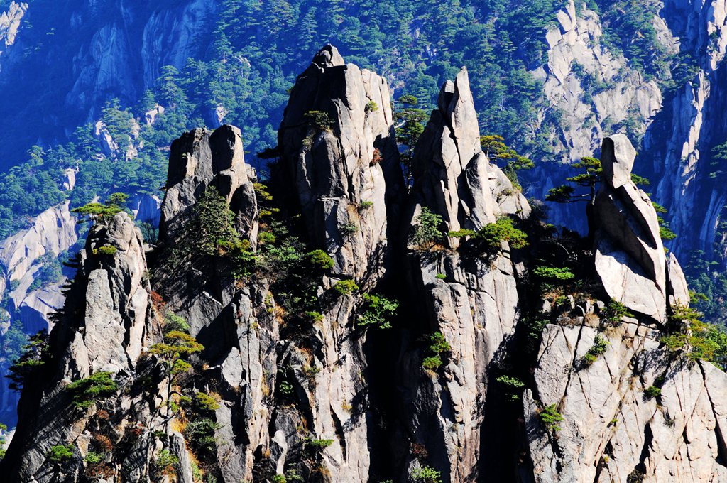 黄山松 摄影 大地生辉