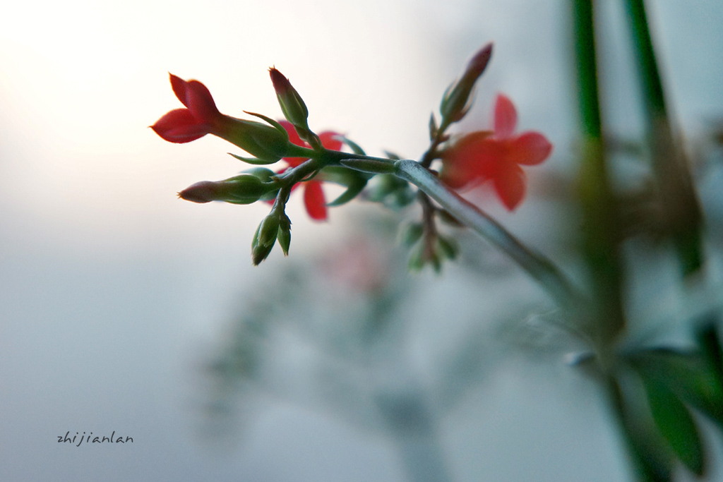 花，开好了 摄影 指间.蓝