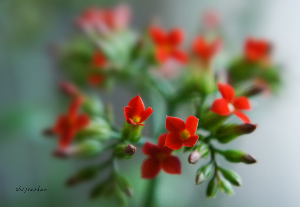 花，开好了 摄影 指间.蓝