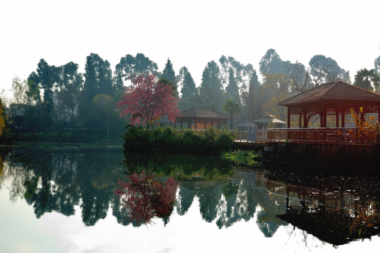 池塘小景 摄影 十闷九梅花