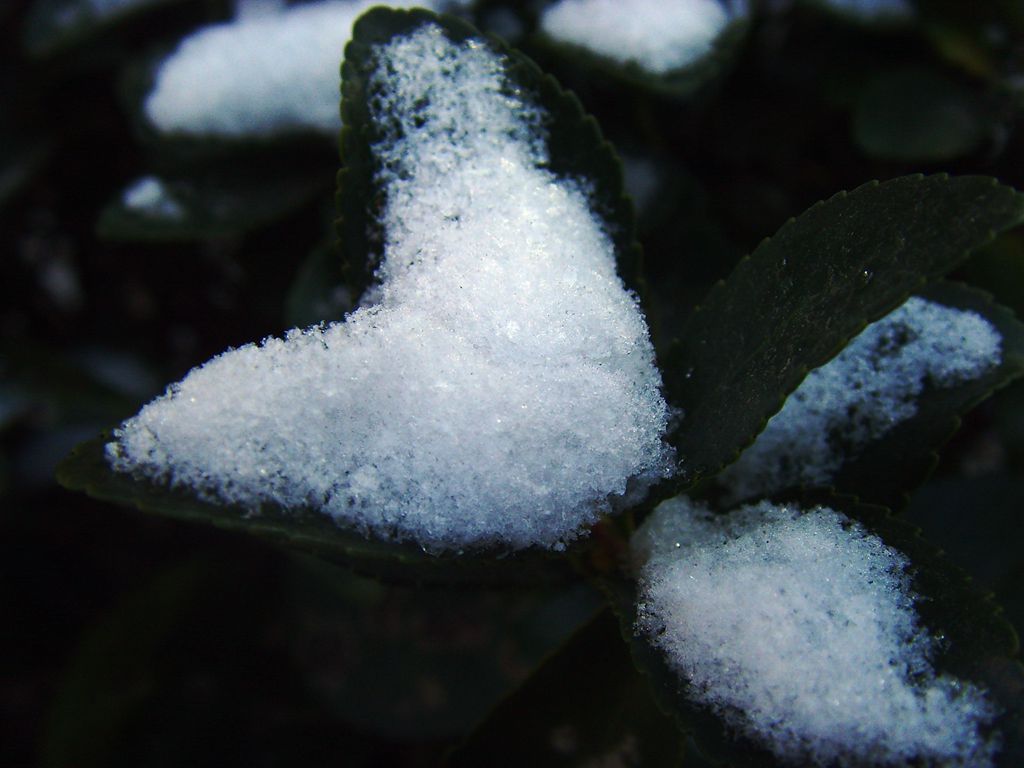 2014最后一天的雪花儿 摄影 海鸥119