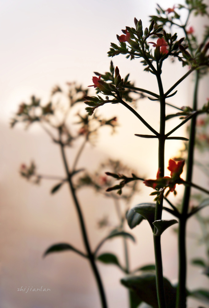 花，开好了 摄影 指间.蓝