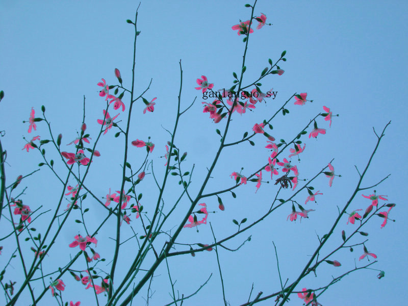 小木棉 摄影 江边鱼翁n