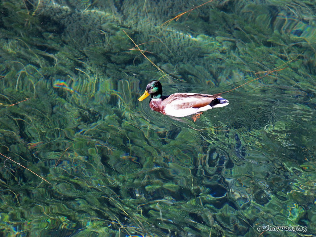 漂浮 摄影 gufanyuanyin