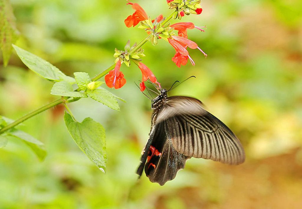 蝶恋花 摄影 明月_入怀