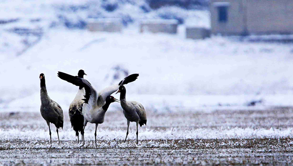 黑颈鹤 Black-necked Crane 摄影 一代风流