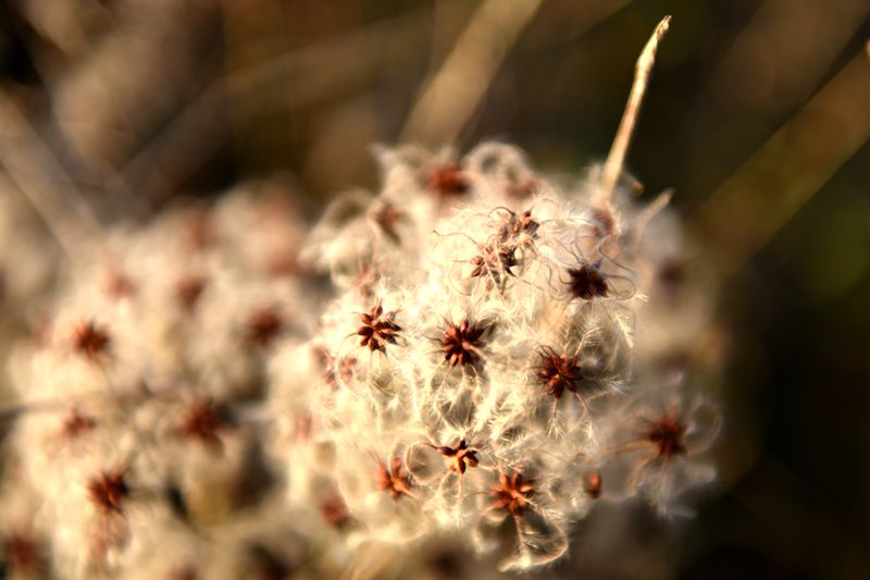 无名花 摄影 一指江山