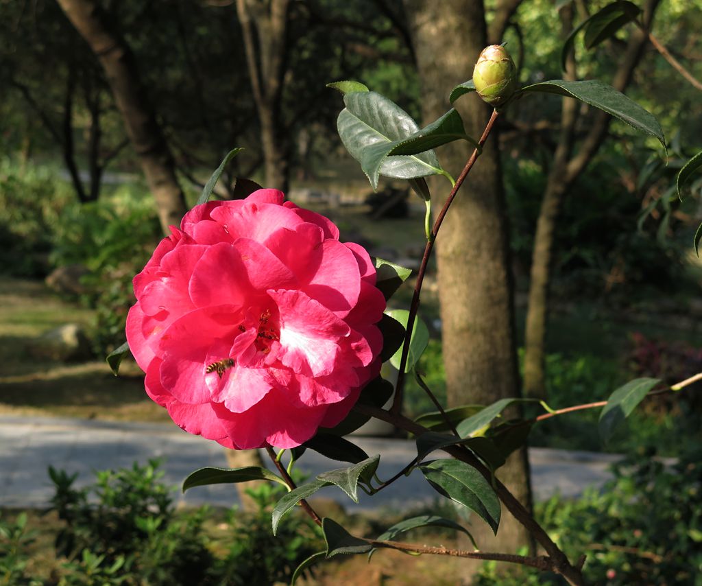 茶花 摄影 倩影