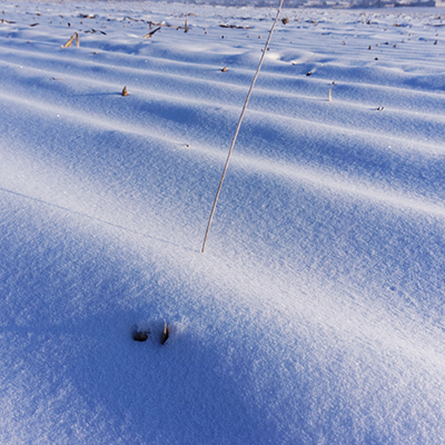 雪枝 摄影 积石