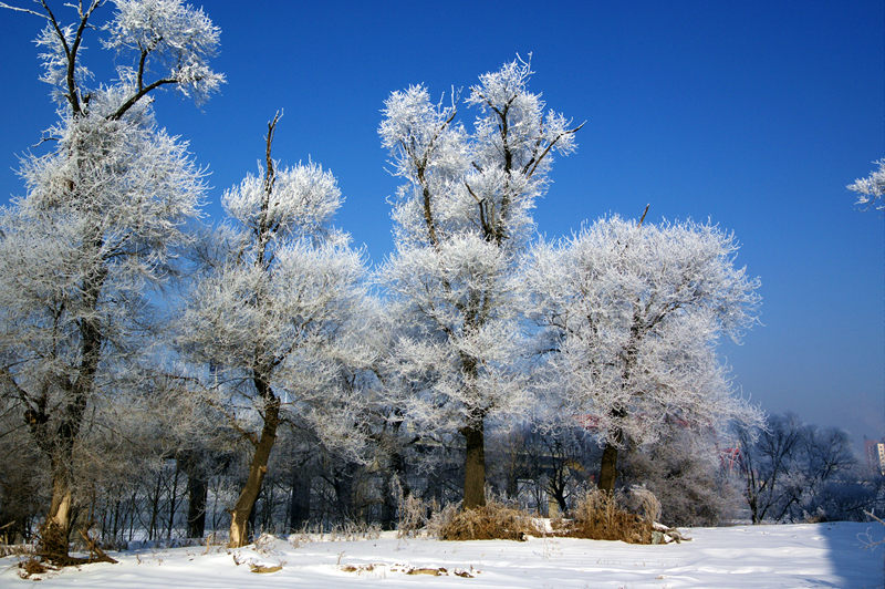 吉林雾凇 摄影 雪色年华