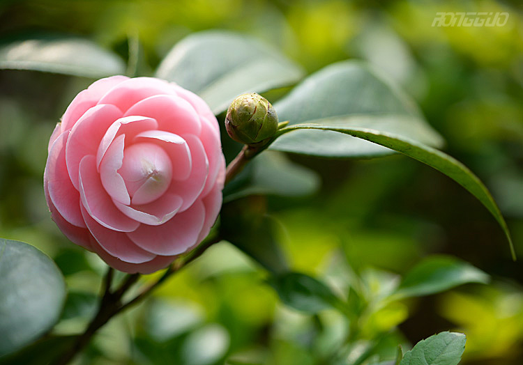 绽蕾吐蕊茶花红 摄影 柳铁工人