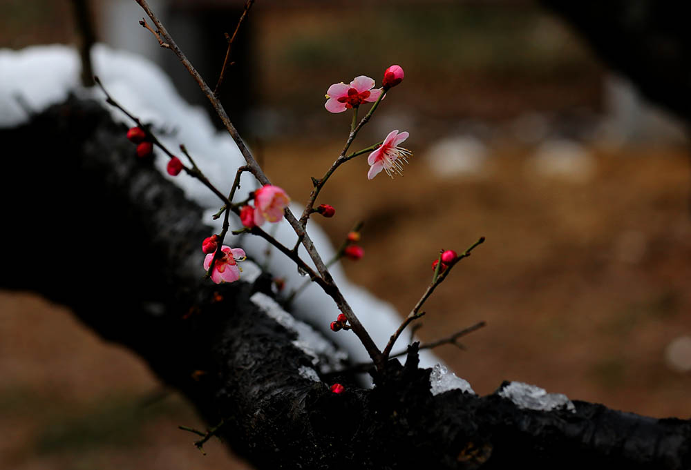 傲雪红梅 摄影 mglao