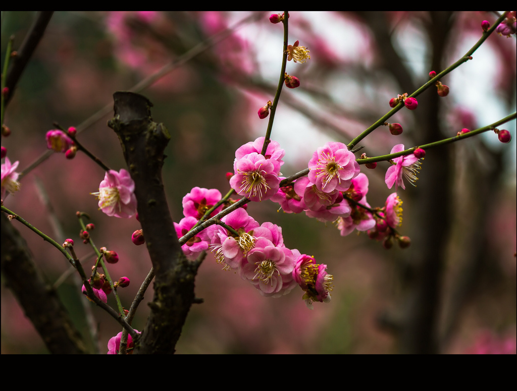 红梅花儿开(2)(点看大图) 摄影 haihang