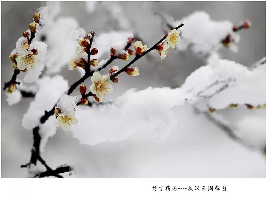 雪里梅花 摄影 九点差一刻