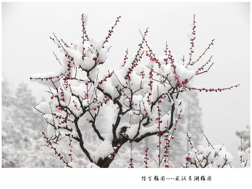 梅雪争春 摄影 九点差一刻